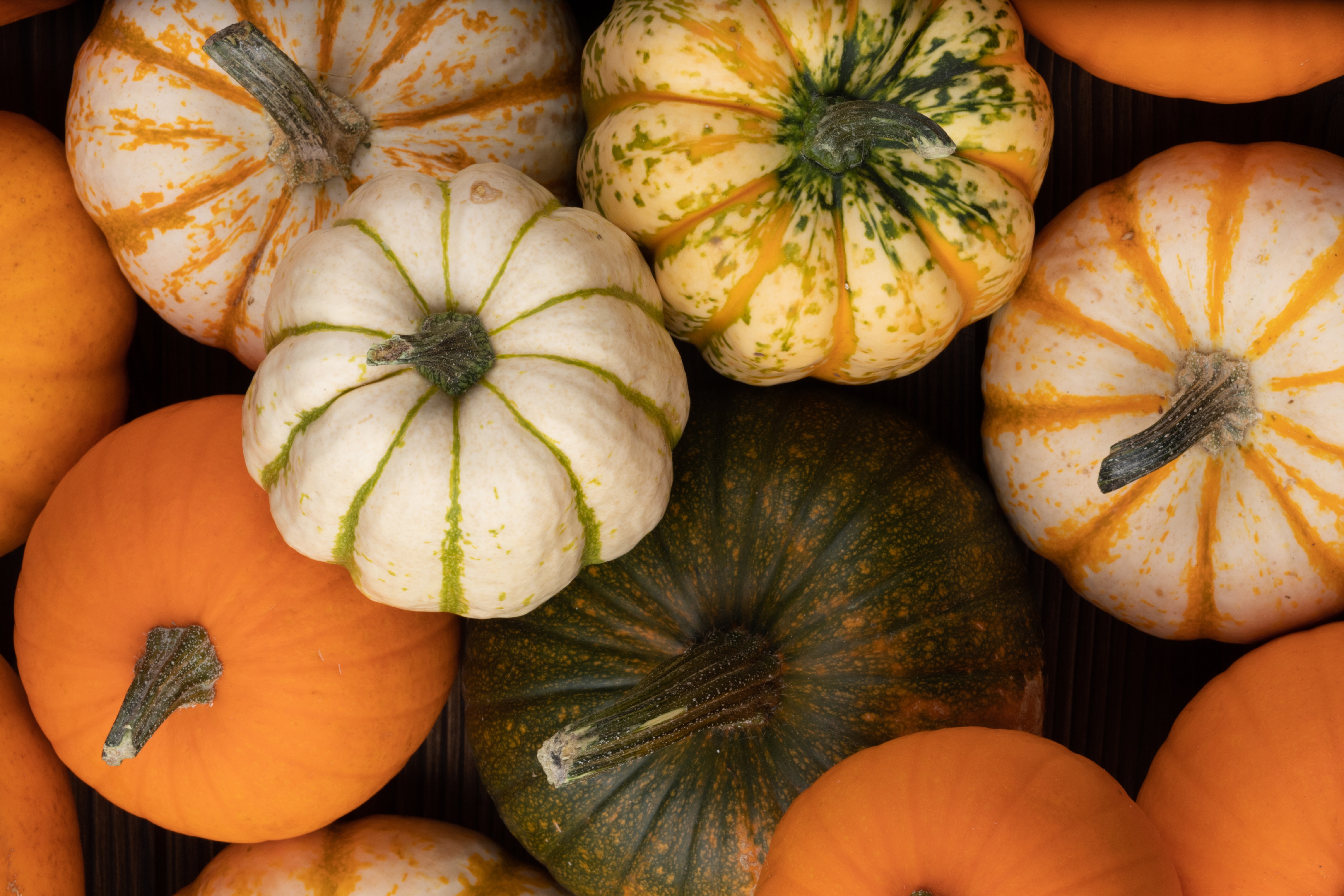 pumpkins on sale at new leaf 