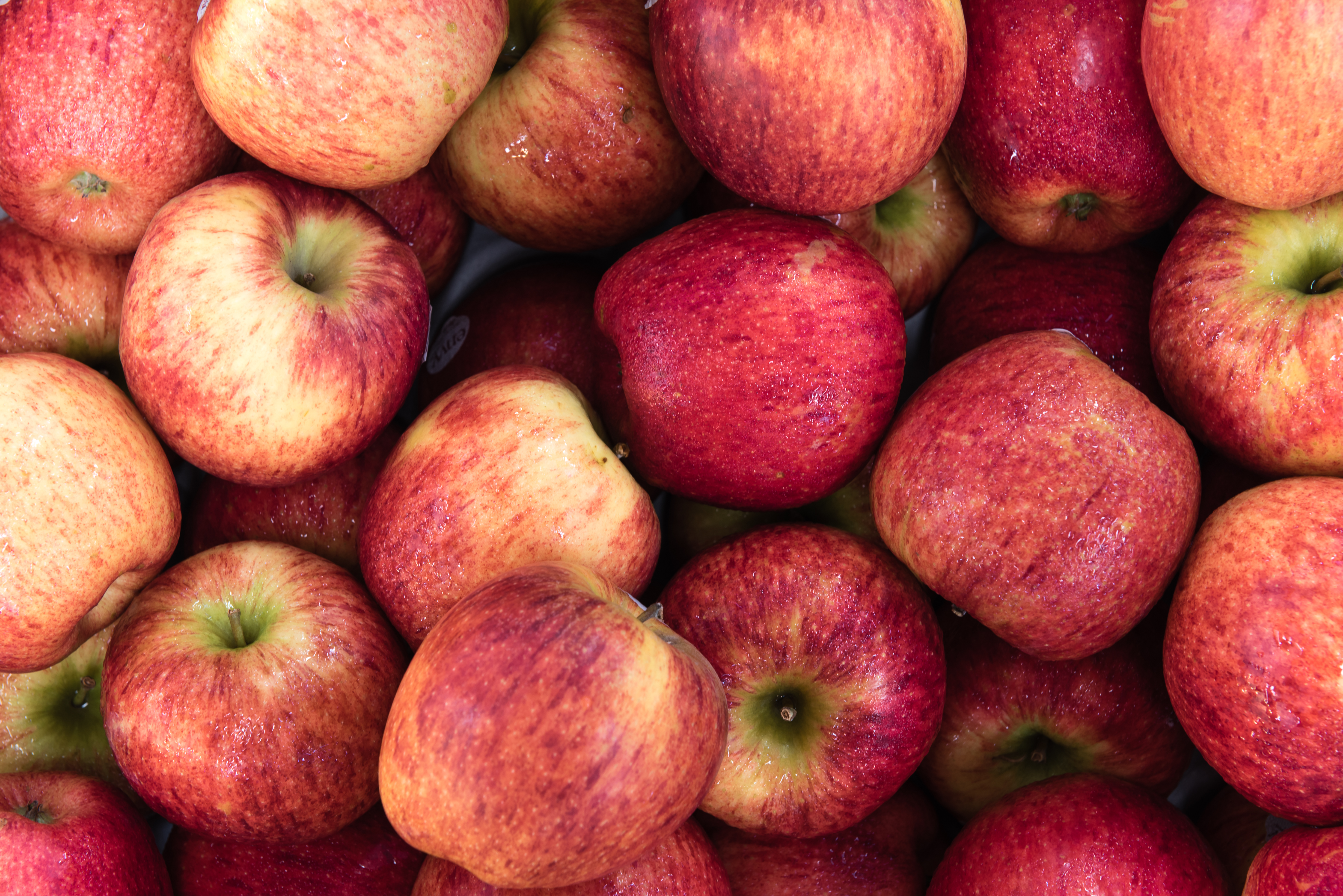 organig fuji apples on sale at lazy acres market 