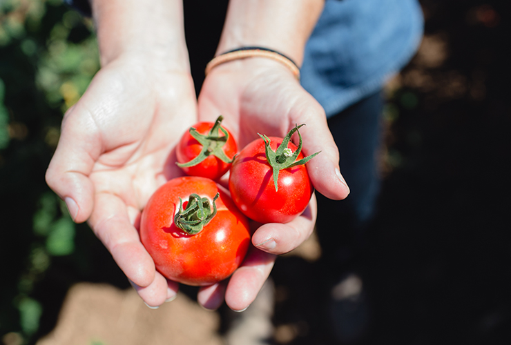 2 cupped hands holding 3 tomatoes