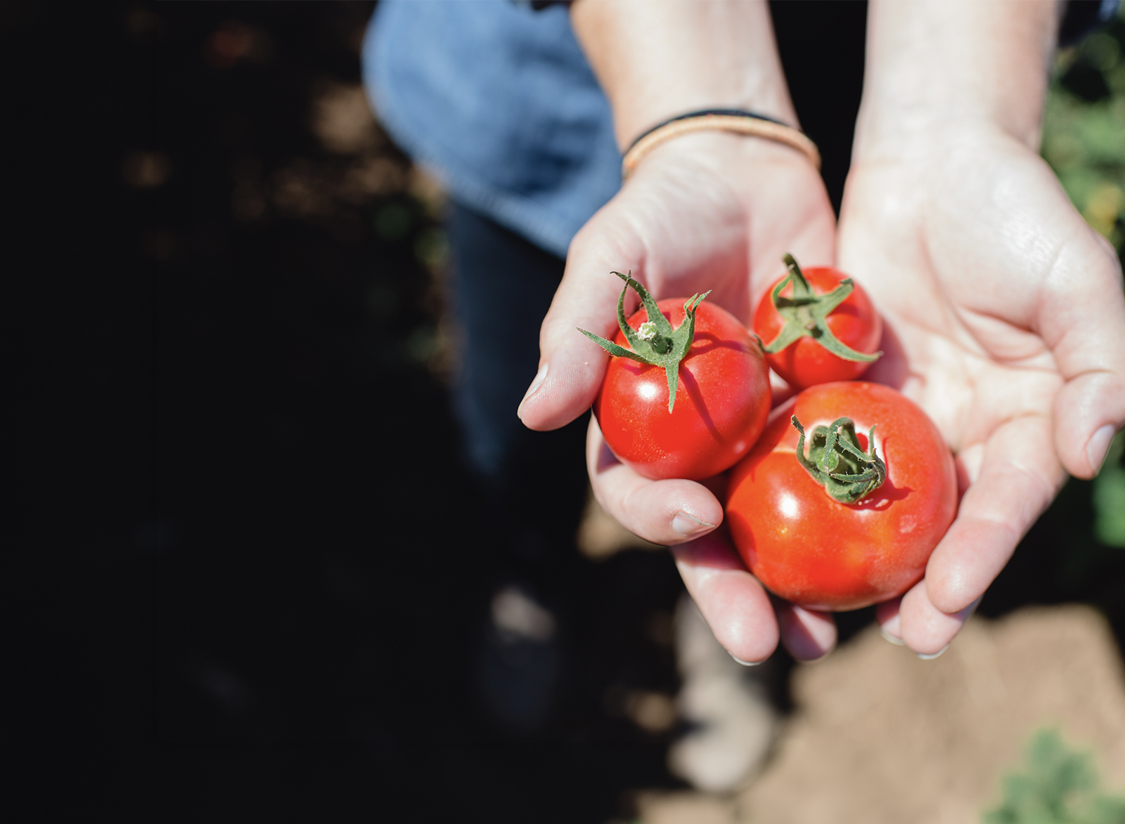 dry-farmed tomatoes from the central coast at new leaf community markets 