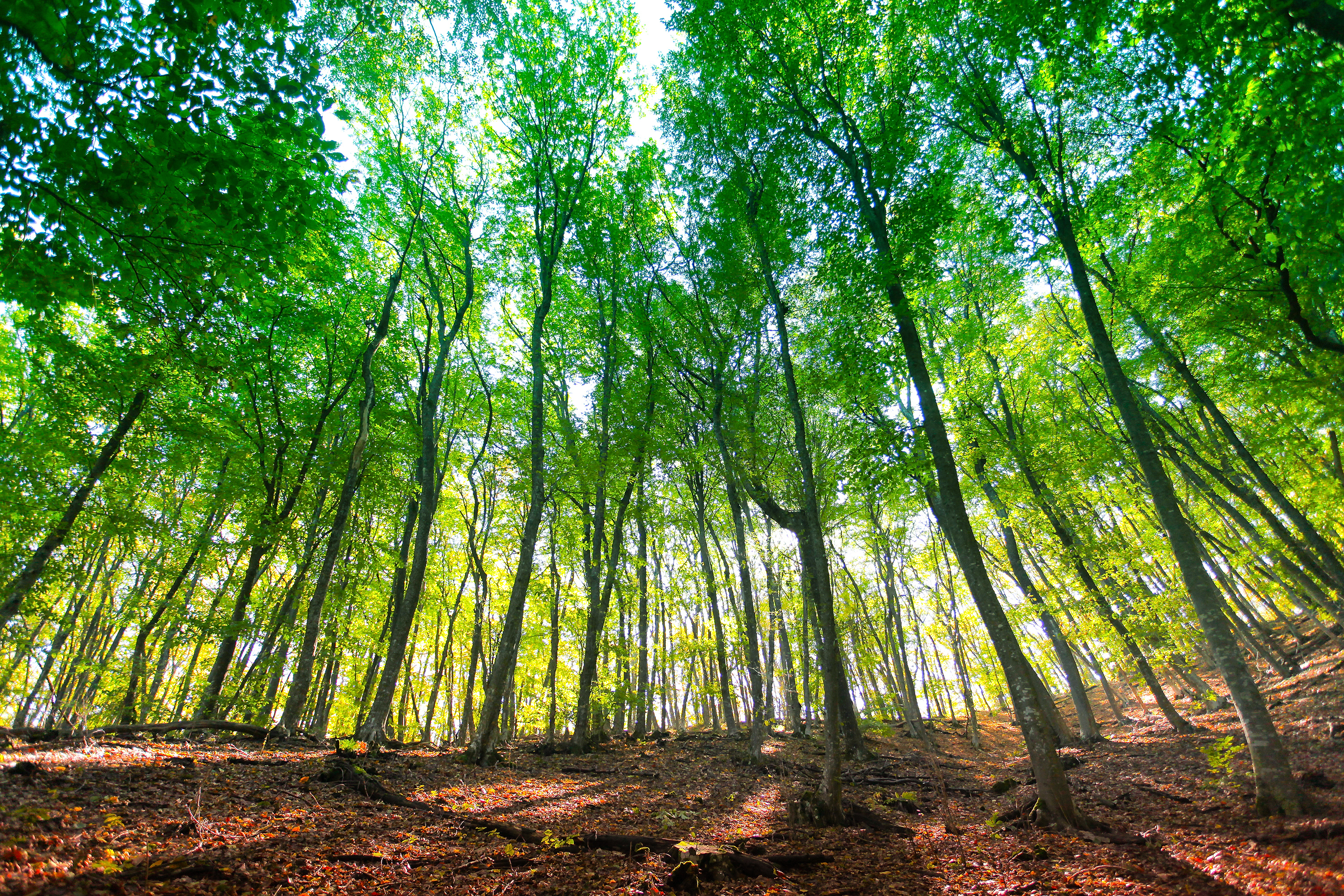 Commitment to Hunger Relief